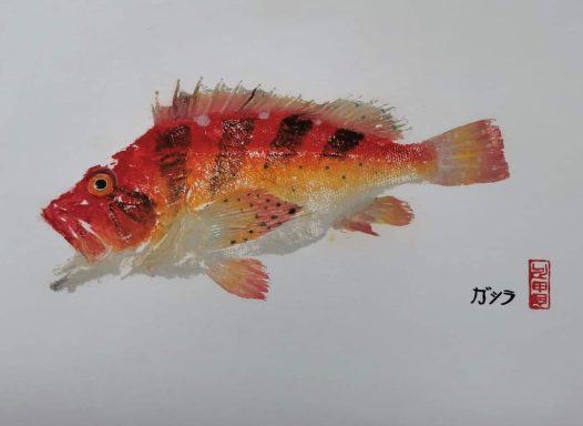 Rockfish