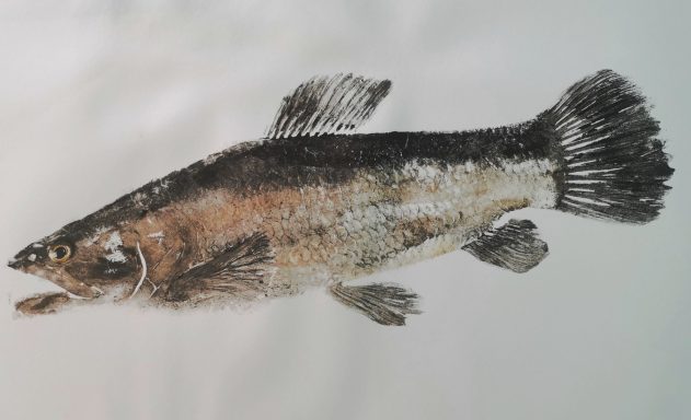 Aimara reservé