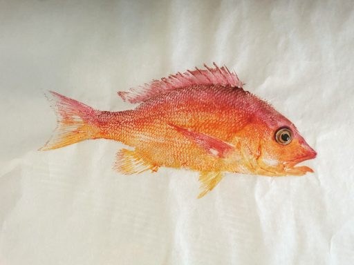 vivaneau 40x30 acrylique urachi à la commande 120€
